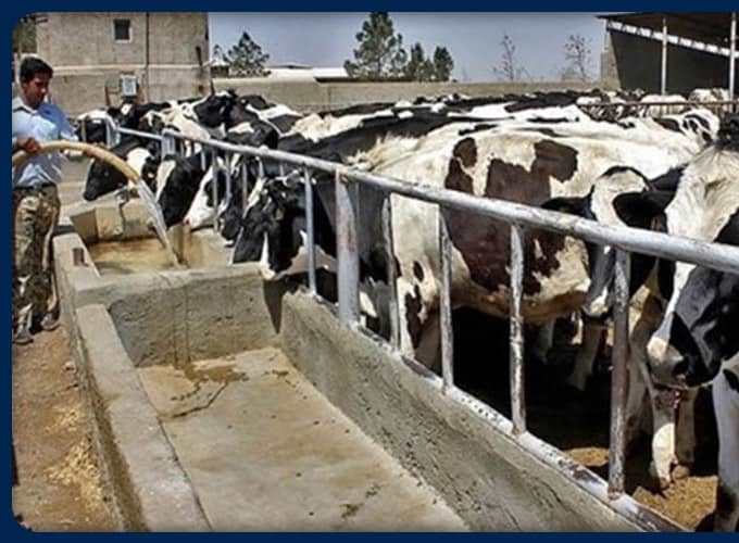 خبر خوش رئیس سازمان جهاد کشاورزی استان برای دامداران