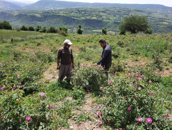 برداشت گل محمدی در گلوگاه