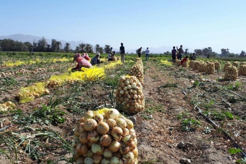 برداشت پیاز از مزارع خوزستان