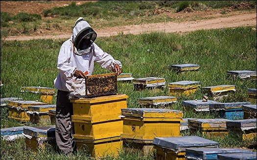 آغاز برداشت عسل در خراسان جنوبی