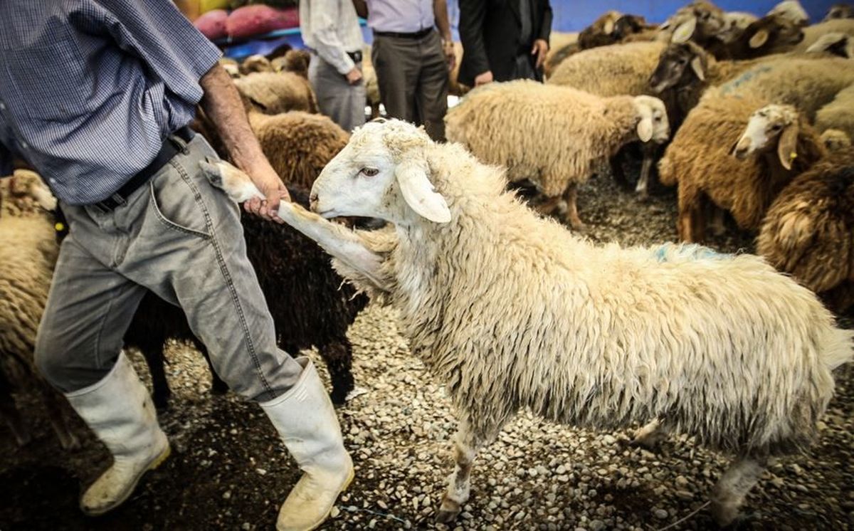 کشف ۴۱ راس دام قاچاق در یزد