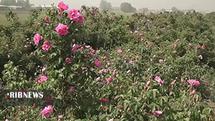 عطر گل محمدی در مزارع لرستان