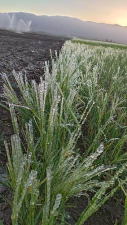خسارت سرمای بهاره به کشاورزی خرم بید