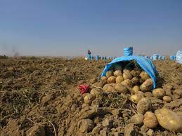 برداشت سیب زمینی در طارم