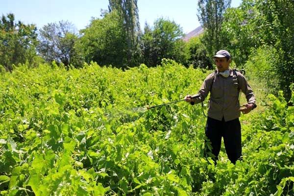 سمپاشی تاکستان خراسان شمالی