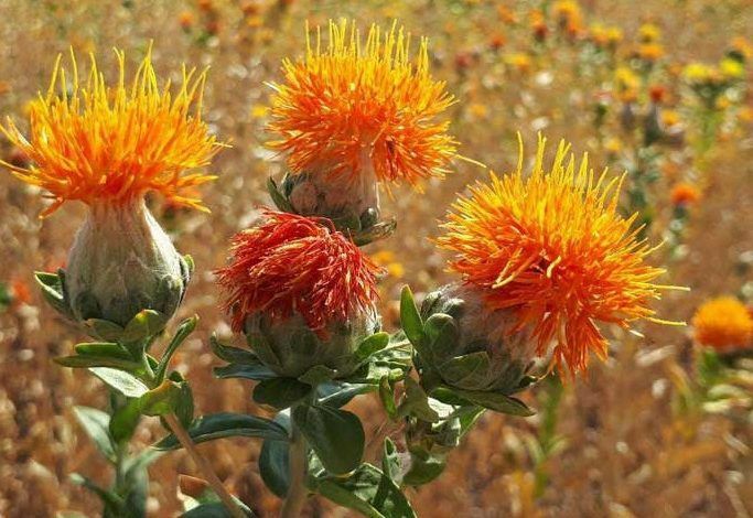 کشت دانه روغنی گلرنگ برای اولین بار در بخش کدکن