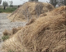 افزایش دو برابری خرید گندم از کشاورزان سیستان وبلوچستان