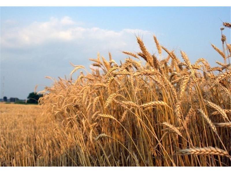 برداشت بیش از ۳هزار هکتار گندم از مزارع نکا