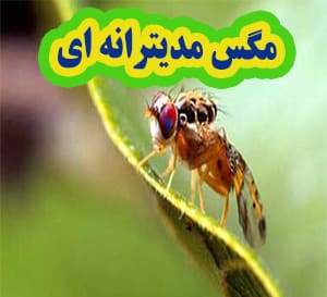 ردیابی مگس مدیترانهای در ۲۱ هزارهکتار باغهای بهشهر