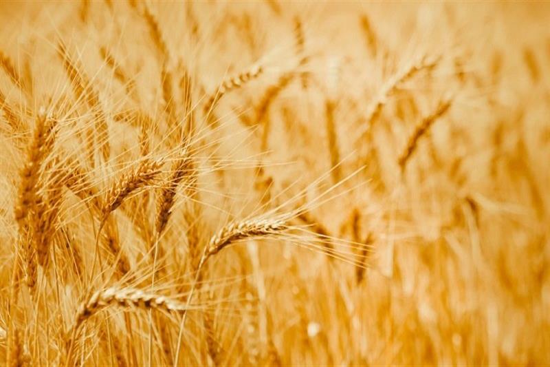 خرید خوشه های زرین گندم از مرز ۲۰ هزار تن گذشت