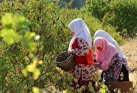 ابلاغ مراتب ثبت ملی ۷ میراثفرهنگی ناملموس به استاندار قزوین