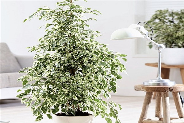 پاکسازی خانه و کاهش استرس با بنجامین