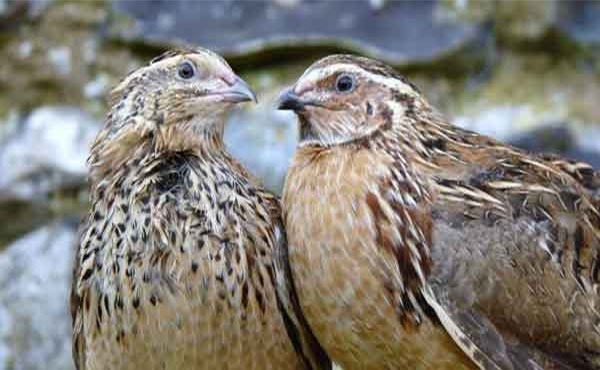 کشف و توقیف ۶۶ قطعه بلدرچین زنده از زانتیا در اردستان