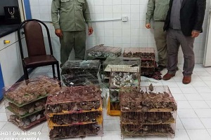 کشف پرندگان زینتی قاچاق در آبادان