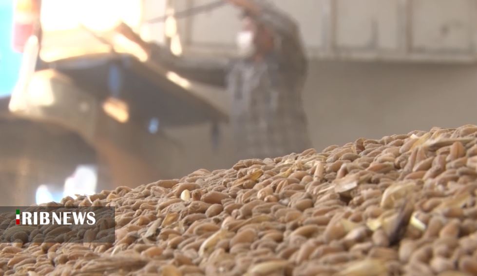 پرداخت ۱۰۰میلیارد تومان دیگر از پول گندمکاران گلستانی