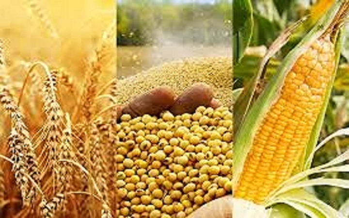 پیشبینی ۳۰ طرح پیشران برای تامین امنیت غذایی