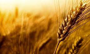 تایباد ،رتبه نخست خرید تضمینی گندم در خراسان رضوی