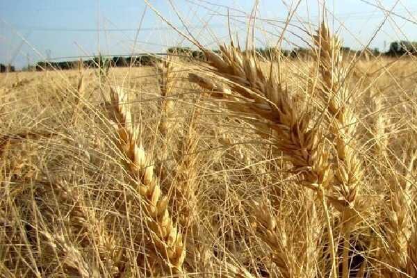 پرداخت بیش از ۱۵۴ هزار میلیارد ریال بابت خرید گندم به کشاورزان