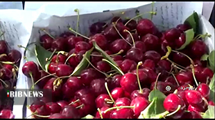 برداشت آلبالو و گیلاس از باغات بروجرد