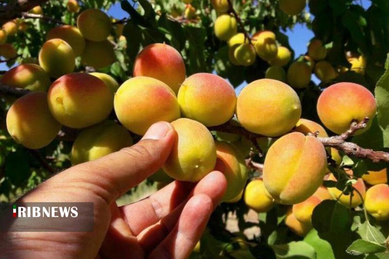 پیش بینی برداشت ۴ هزار تن زردآلو در نهاوند