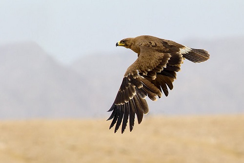 نجات جان جوجه عقاب به کمک نوجوان گرمدره‌ای