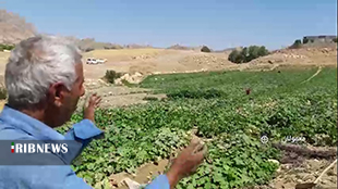 نارضایتی سیفی کاران معمولان از قیمت خیار