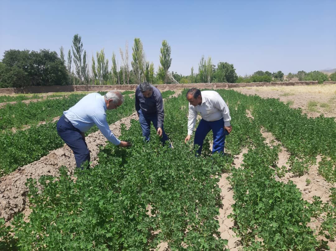 کاشت گیاه کینوا در روستای زرمهر شهرستان مه ولات