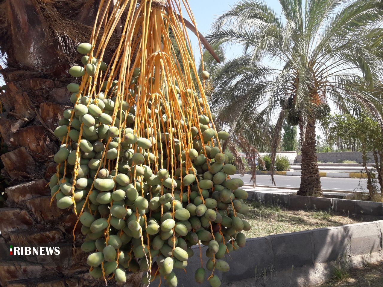 کار پُر زحمت خوشه بندی درنخلستانهای بم