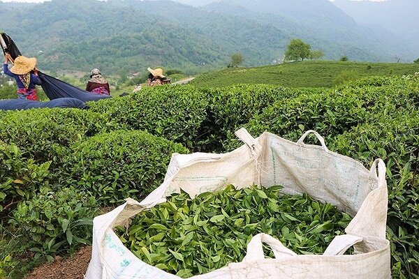 آغاز برداشت چین دوم برگ سبز چای در شمال