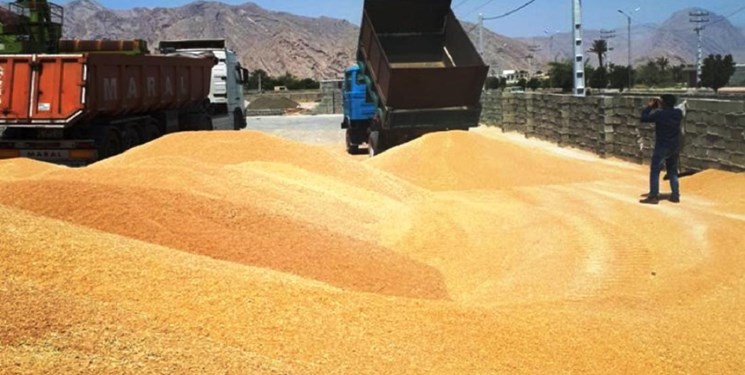 افزایش ۳۰ درصدی خرید تضمینی گندم