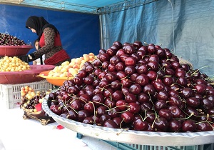 پایتخت گیلاس کشور میزبان پنجمین جشنواره ملی گیلاس