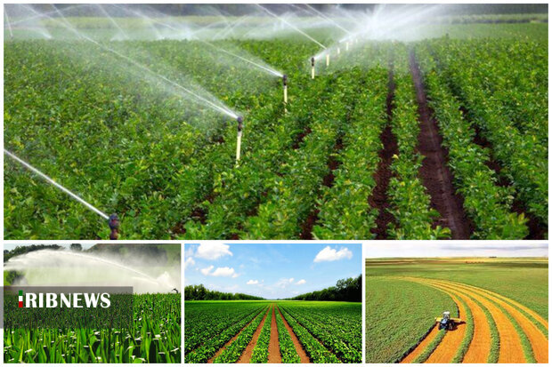 طرح جهش تولید در ۲۵۰ هزار هکتار از دیمزارهای همدان