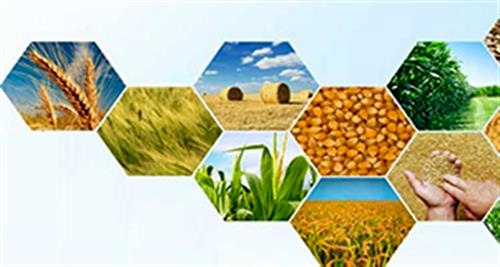 تشکیل اتاق اصناف ویژه کشاورزی در شهرستان‌های استان