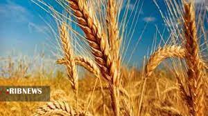 واریز وجوه گندم خریداری شده به حساب کشاورزان