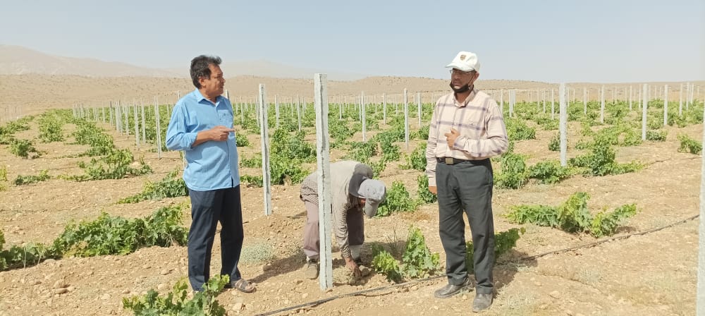 اجرای باغ انگور داربستی در خرامه