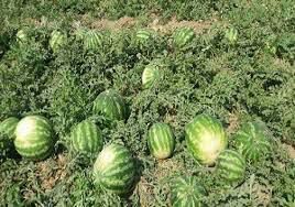 برداشت هندوانه در تایباد