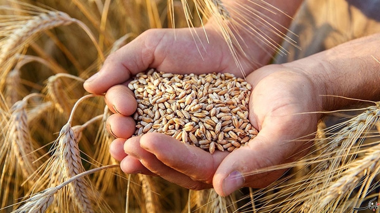پرداخت ۶۰ درصد مطالبات گندمکاران