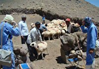 واکسیناسیون دام های عشایر آذربایجان غربی در ییلاقات گزارش