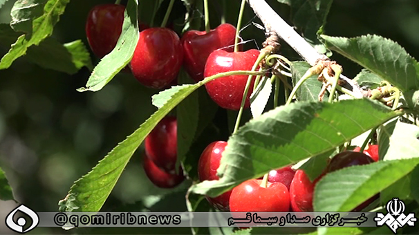 آغاز برداشت گیلاس از باغ‌های استان قم