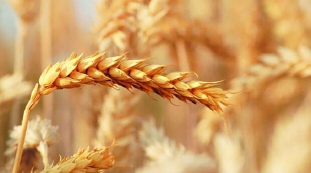 خرید تضمینی ۶۰ هزار تُن گندم تاکنون در مازندران