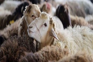 ضرورت بیمه دام ها در تابستان کم آب