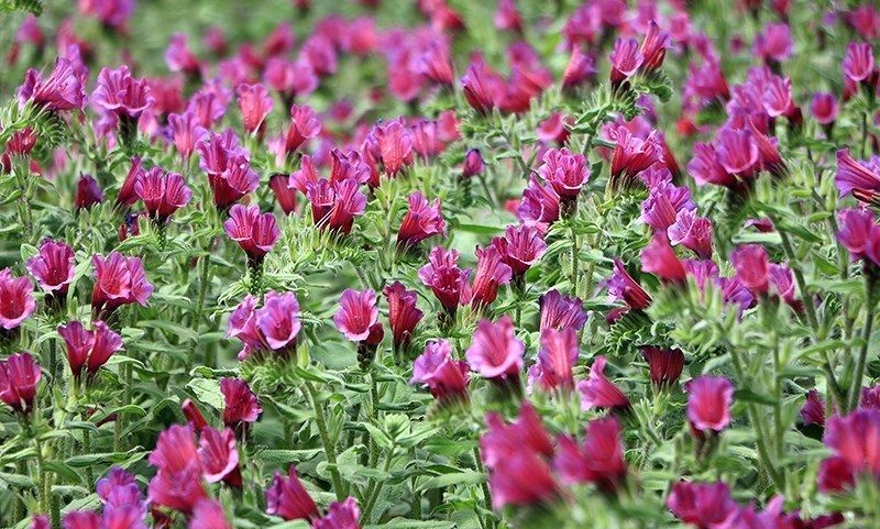 صادرات ۲ و نیم تن گل گاوزبان از نکا به پاکستان