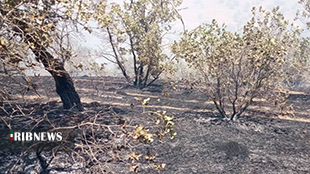 مهار آتش سوزی جنگل ها و مراتع کوهدشت