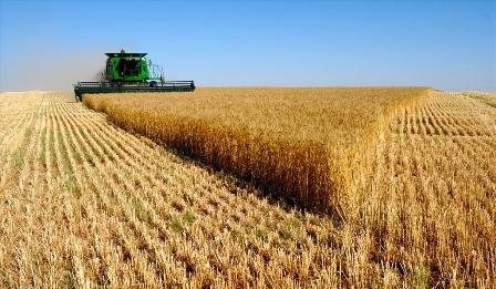 برداشت خوشههای طلایی گندم در خرم بید