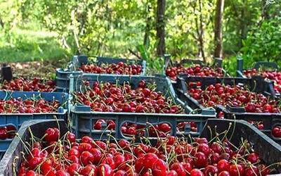 برداشت بیش از ۷ هزار تن آلبالو از باغهای استان همدان