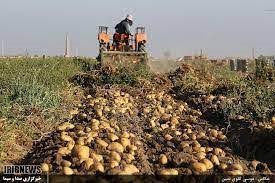 سیب زمینی بیضا به قطر رسید