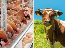 پرداخت بیش از ۷ میلیارد تومان غرامت بیمه در بخش دام وطیور خراسان جنوبی