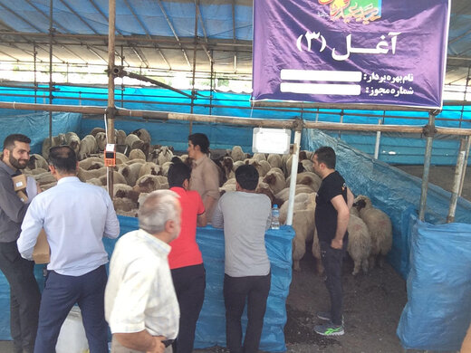 ارائه خدمات ذبح و فروش دام در ۱۲ جایگاه موقت