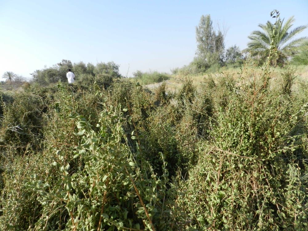 برداشت حنا از مزارع کشاورزی شهرستان دلگان
