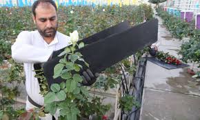 تحقق ۱۶ درصدی هدف گذاری برنامه اشتغالزایی در زنجان